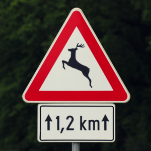 schade door overstekend dier